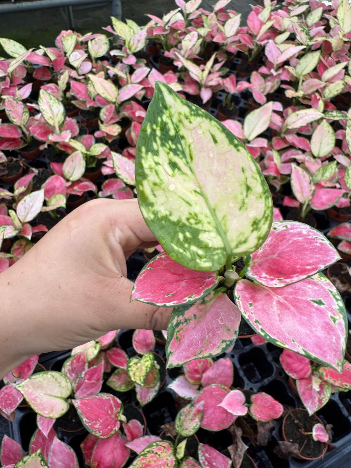 Aglaonema Beauty Pink