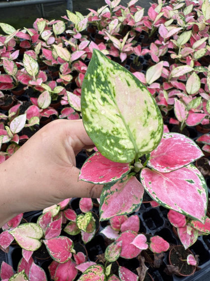 Aglaonema Beauty Pink