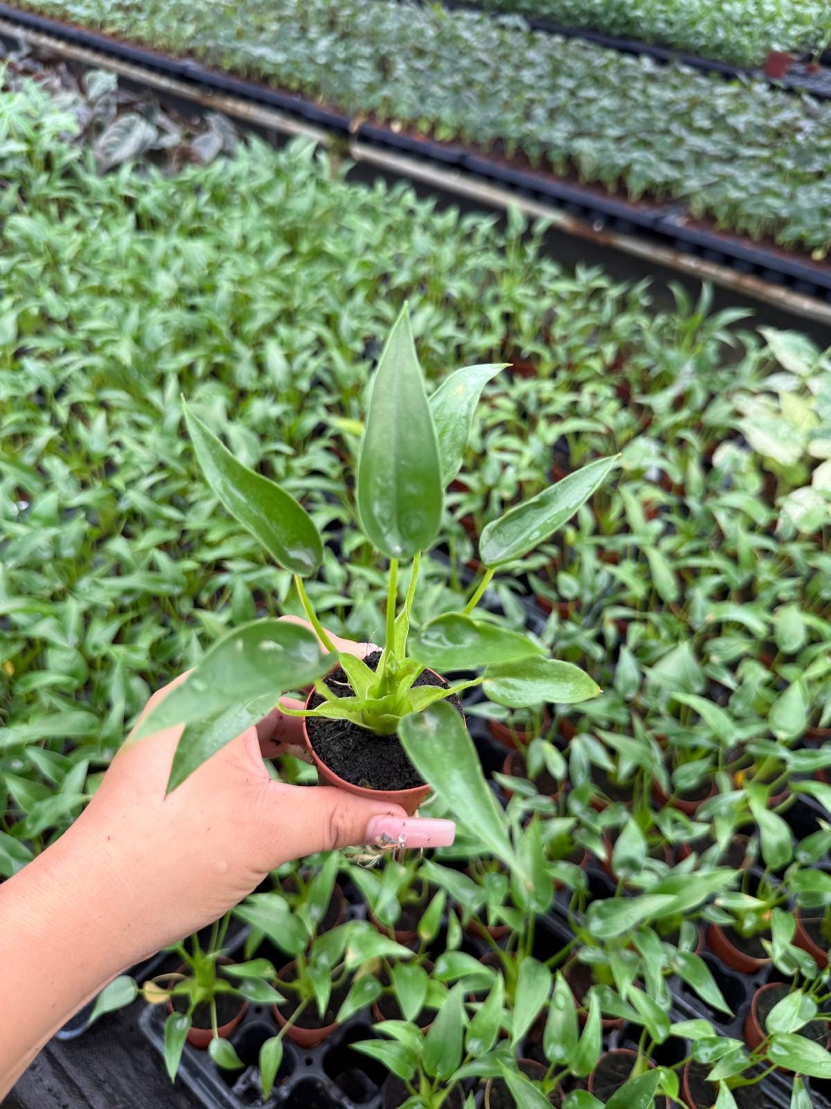2" Baby Plant/4"/6" Alocasia Tiny Dancer
