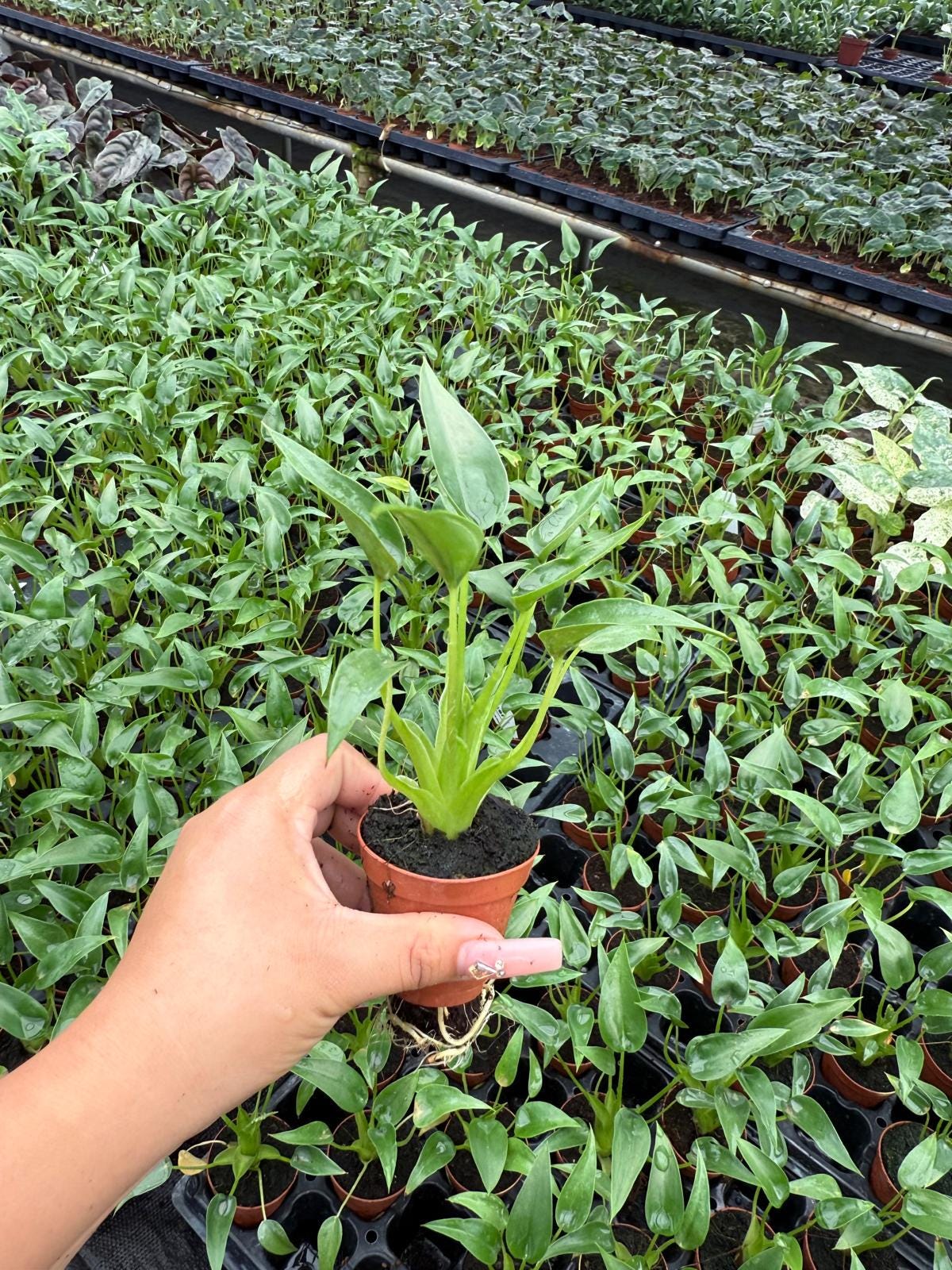 2" Baby Plant/4"/6" Alocasia Tiny Dancer