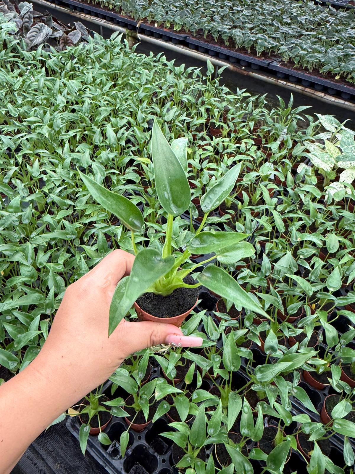 2" Baby Plant/4"/6" Alocasia Tiny Dancer