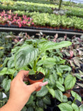 Philodendron Mamei Silver