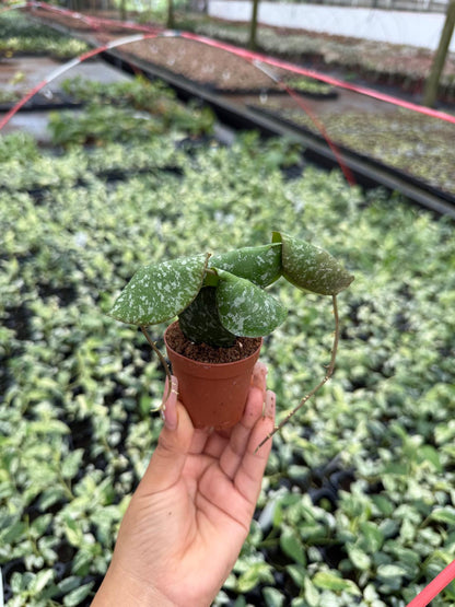 Hoya Imbricata