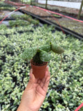 Hoya Imbricata