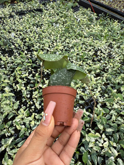 Hoya Imbricata