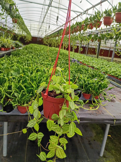 Dischidia Ovata Watermelon