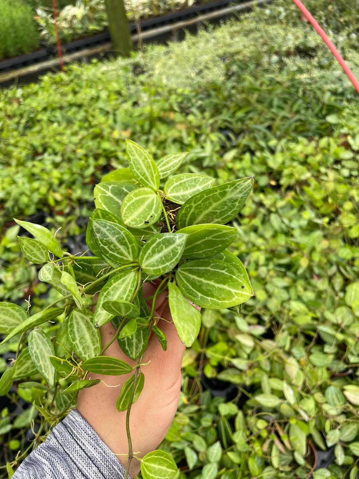 Dischidia Ovata Watermelon