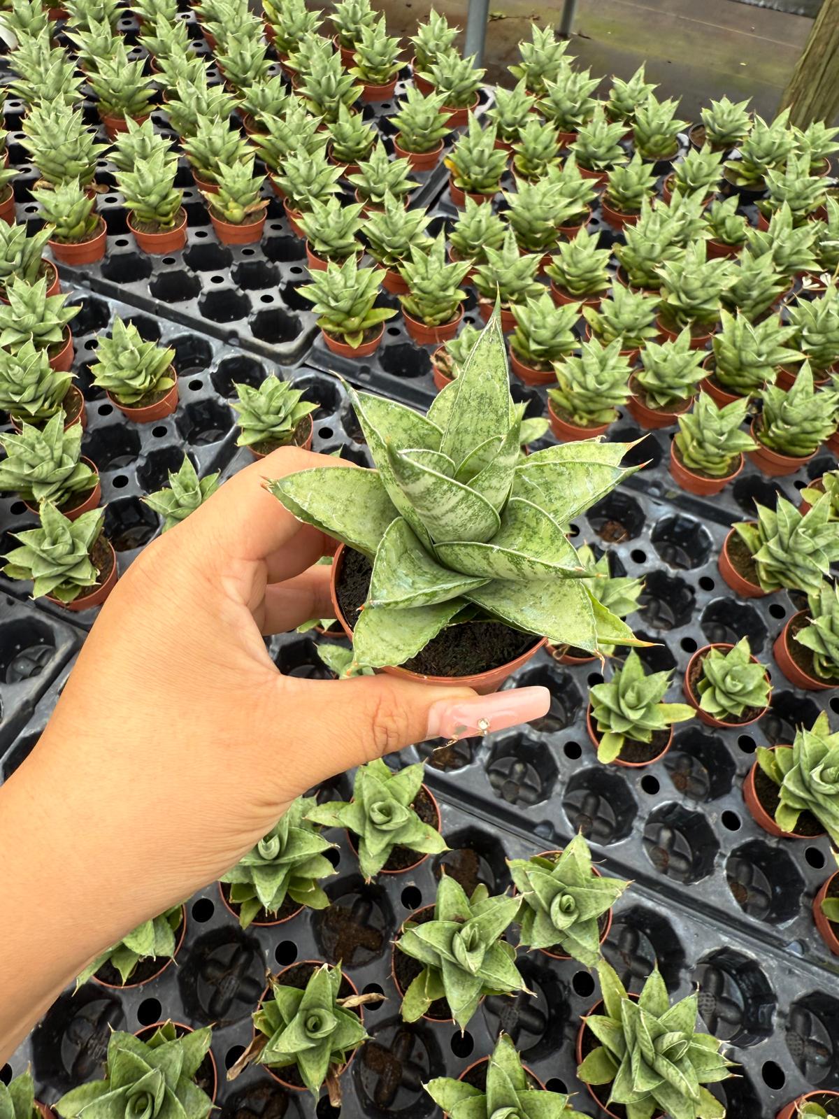 Sansevieria Pagoda Green