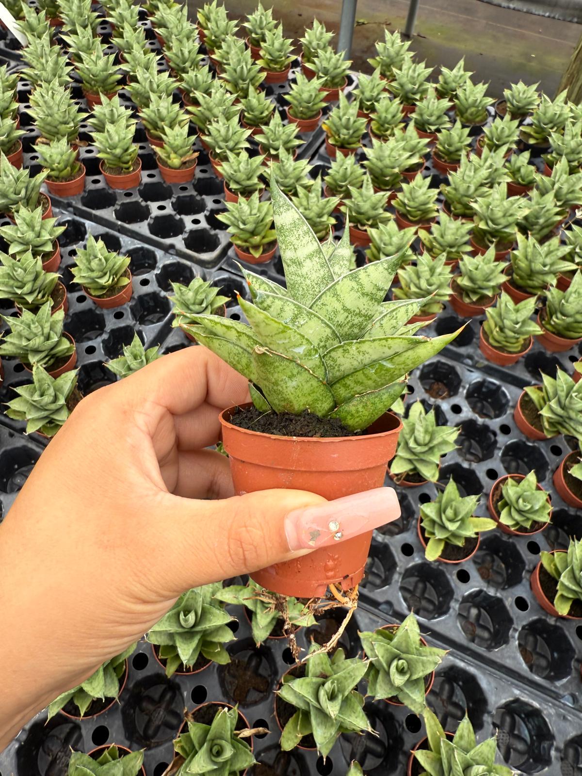 Sansevieria Pagoda Green