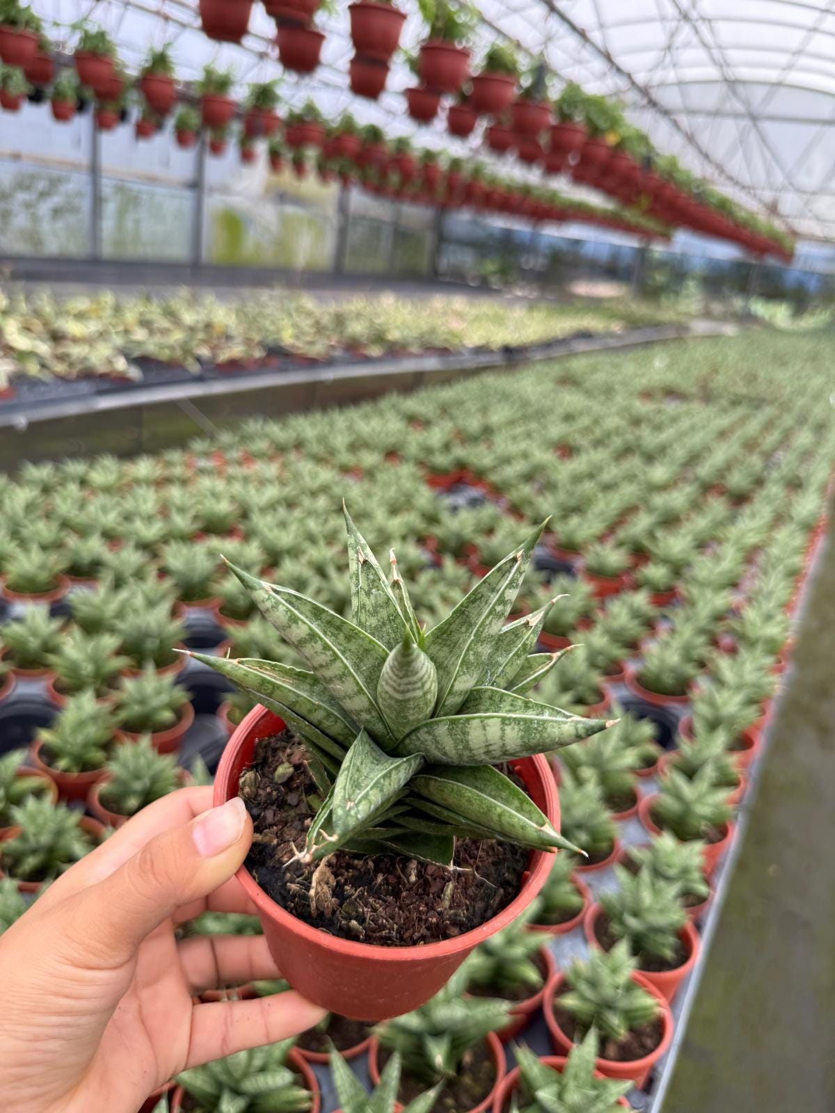 Sansevieria Pagoda Green