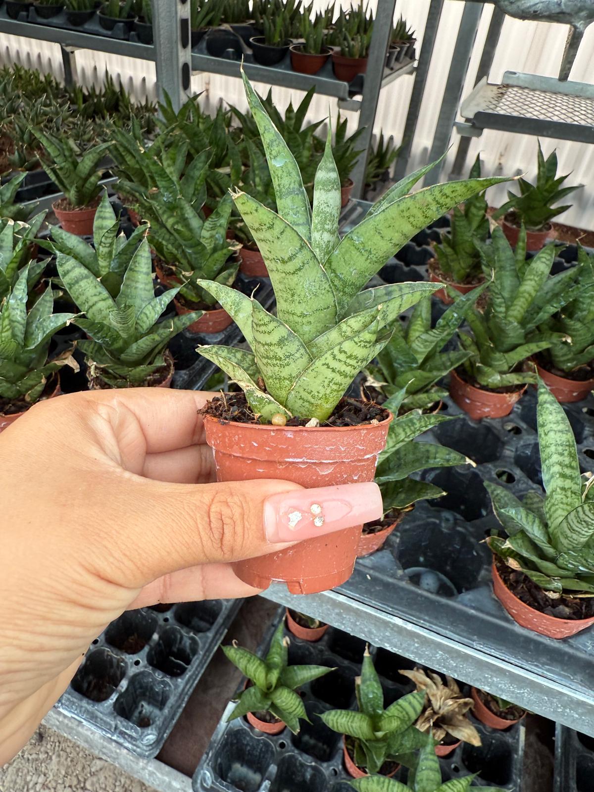 2" Sansevieria Tough Lady