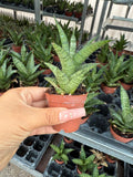 2" Sansevieria Tough Lady