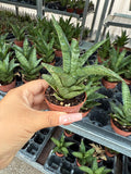 2" Sansevieria Tough Lady