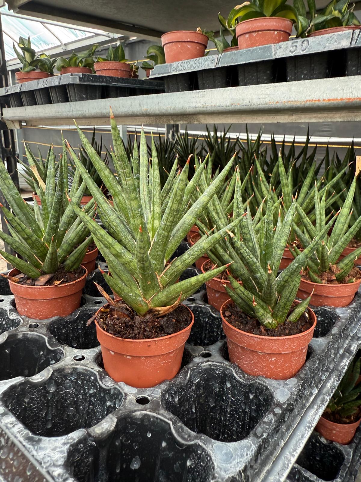 2" Sansevieria Francisii