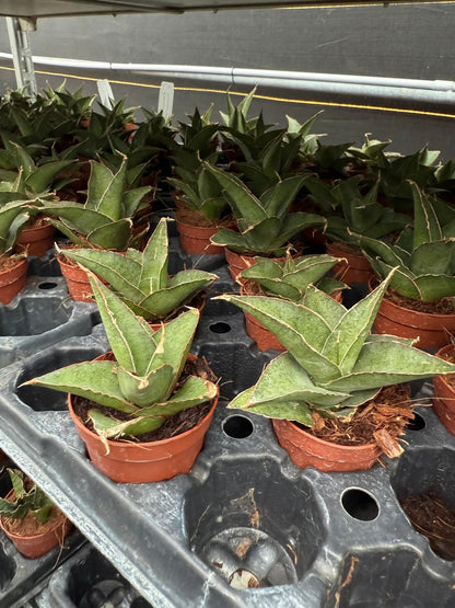 2" Sansevieria Tower Grey
