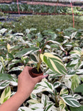 2" Pot Maranta Arundinacea Variegated