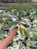 2" Pot Maranta Arundinacea Variegated