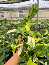 4" Pot Philodendron Florida Beauty