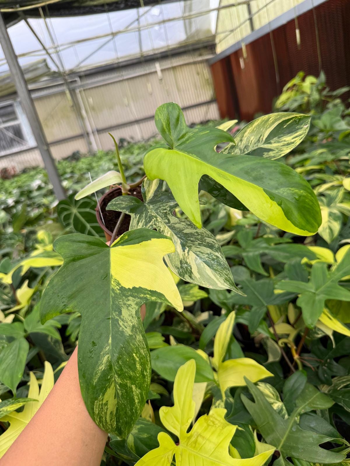 4" Pot Philodendron Florida Beauty