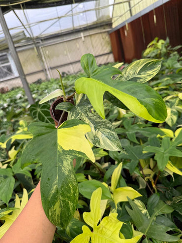 4" Pot Philodendron Florida Beauty