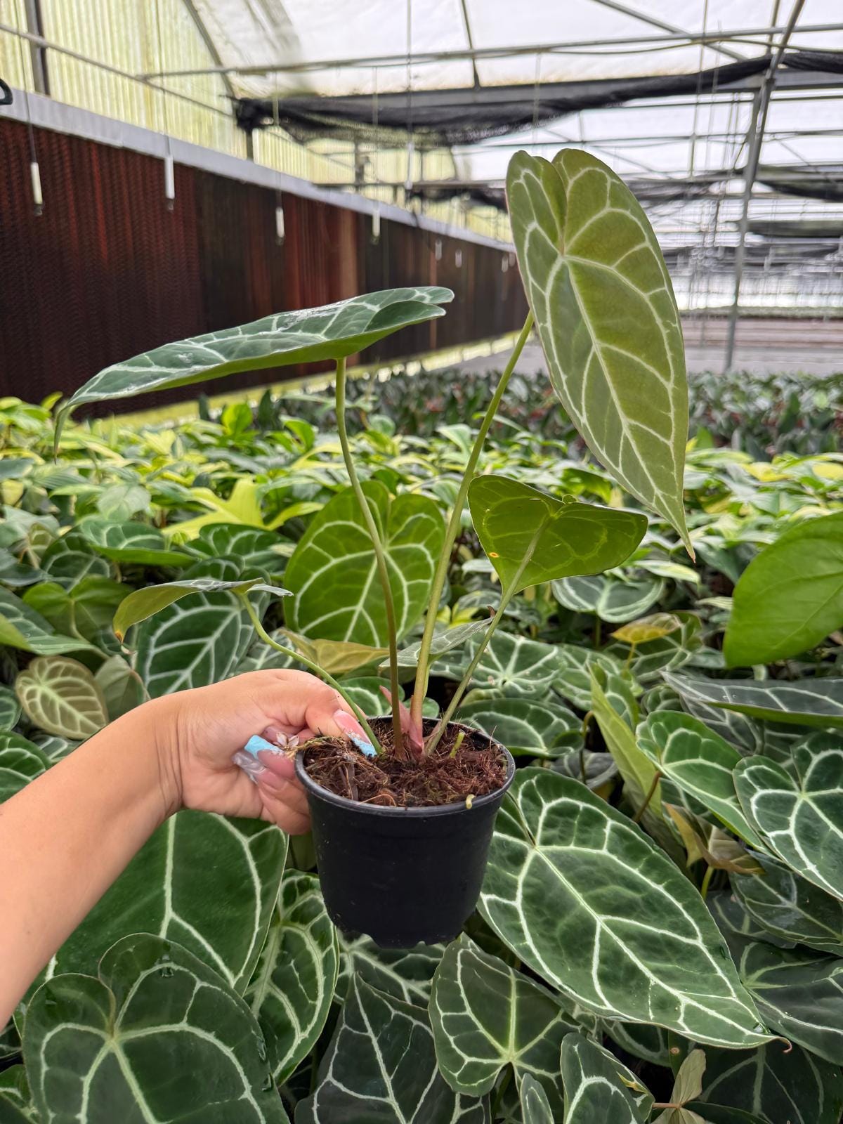 Anthurium Crystallinum (rare plant)
