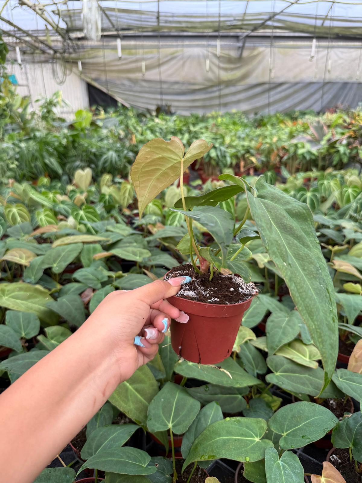 Anthurium Red Crystal X Crystallinum