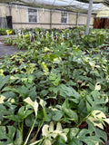 Variegated Monstera Tetrasperma "Minima"