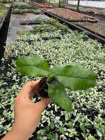 Hoya Villosa