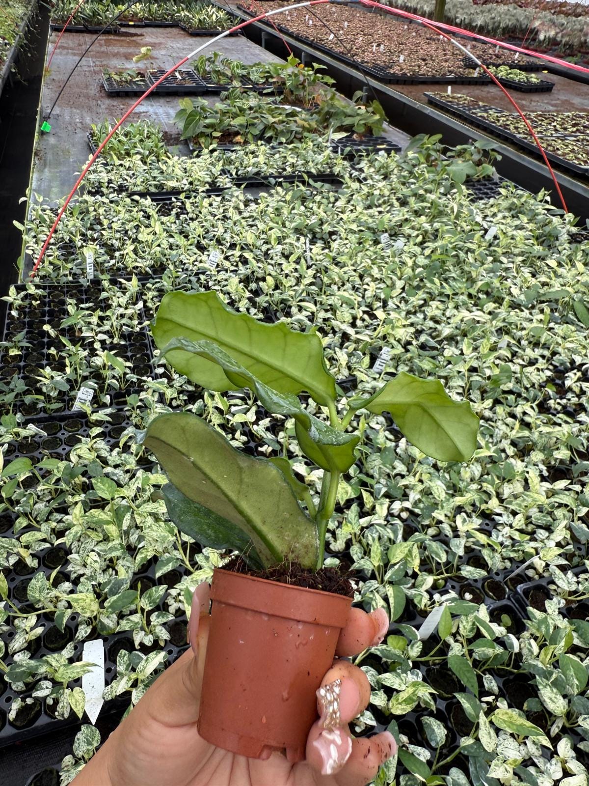 Hoya Villosa
