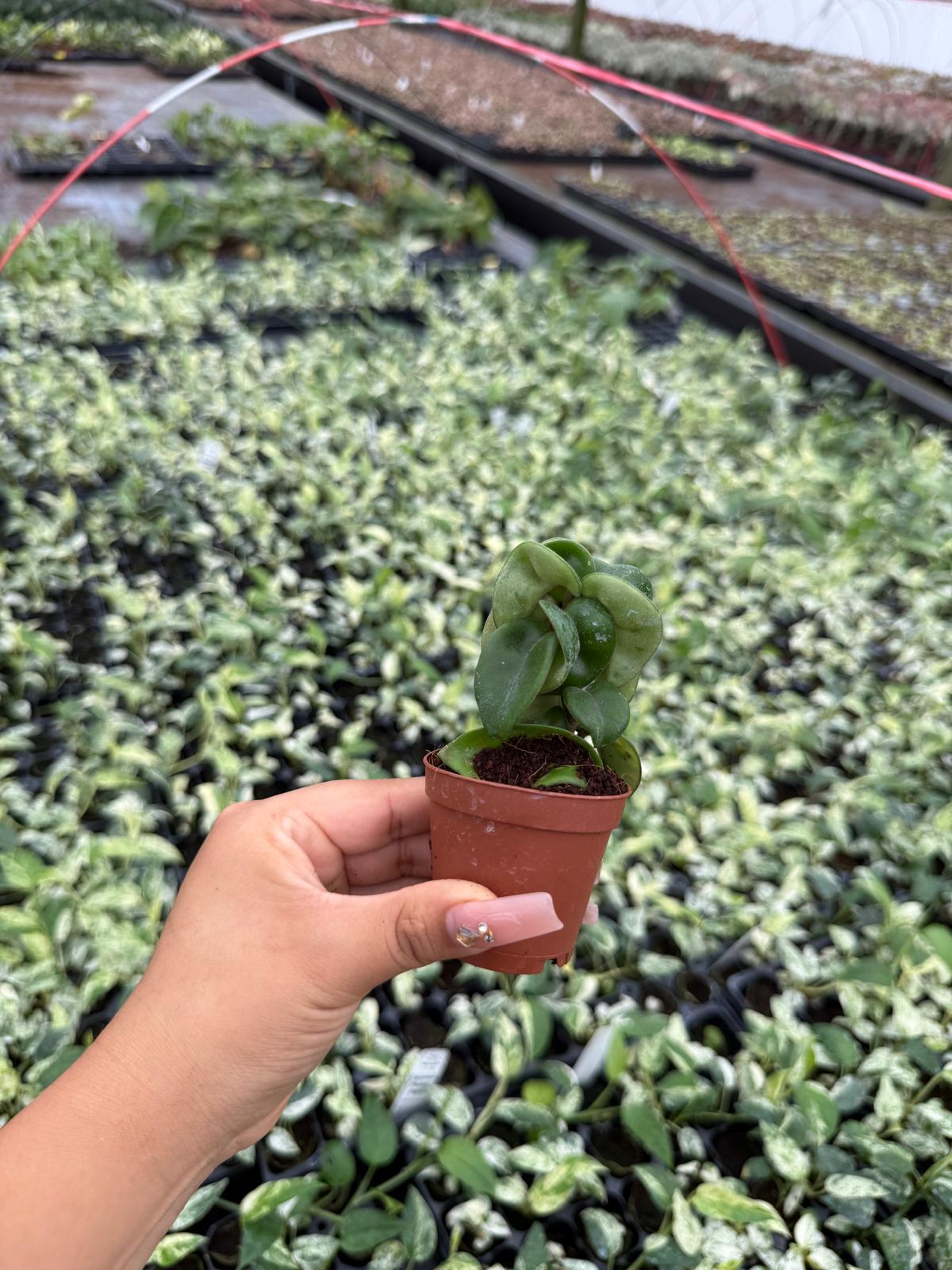 Hoya Hindu Rope "Green"