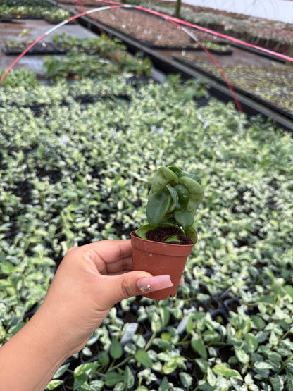 Hoya Hindu Rope "Green"