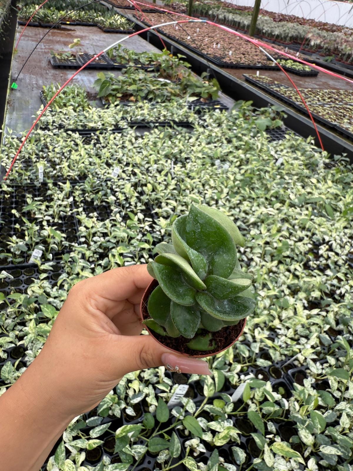 Hoya Hindu Rope "Green"