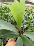 Platycerium bifurcatum "Staghorn Fern"