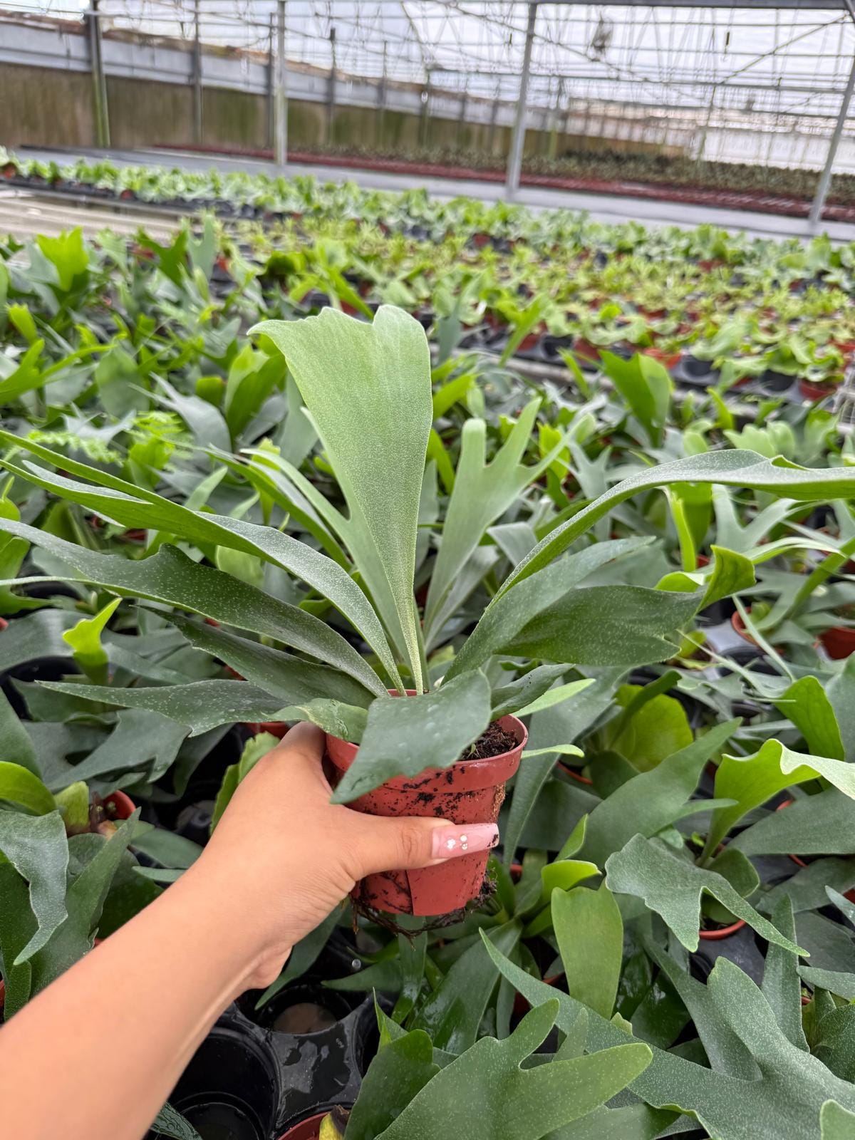 Platycerium bifurcatum "Staghorn Fern"
