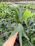 Platycerium bifurcatum "Staghorn Fern"