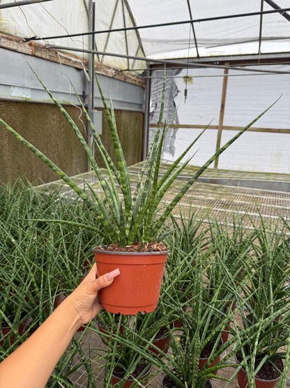 Sansevieria Fernwood Mikado