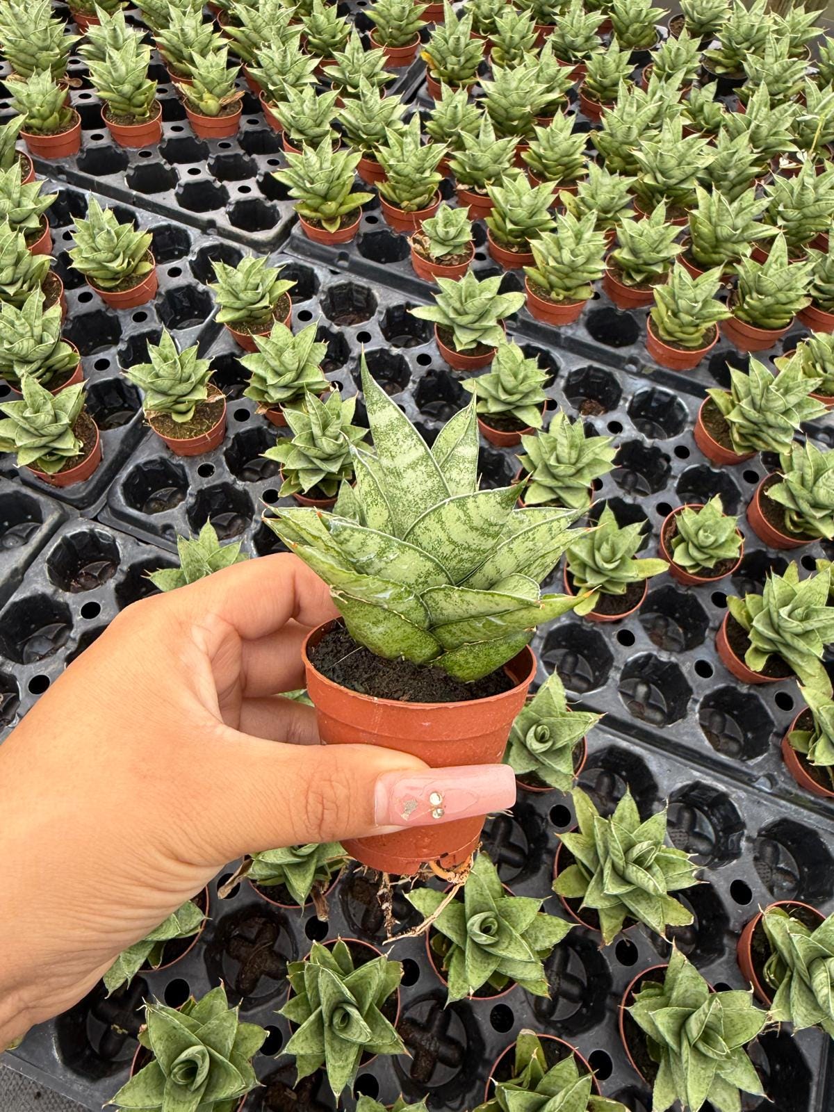 Sansevieria Pagoda Green