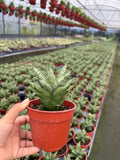 Sansevieria Pagoda Green