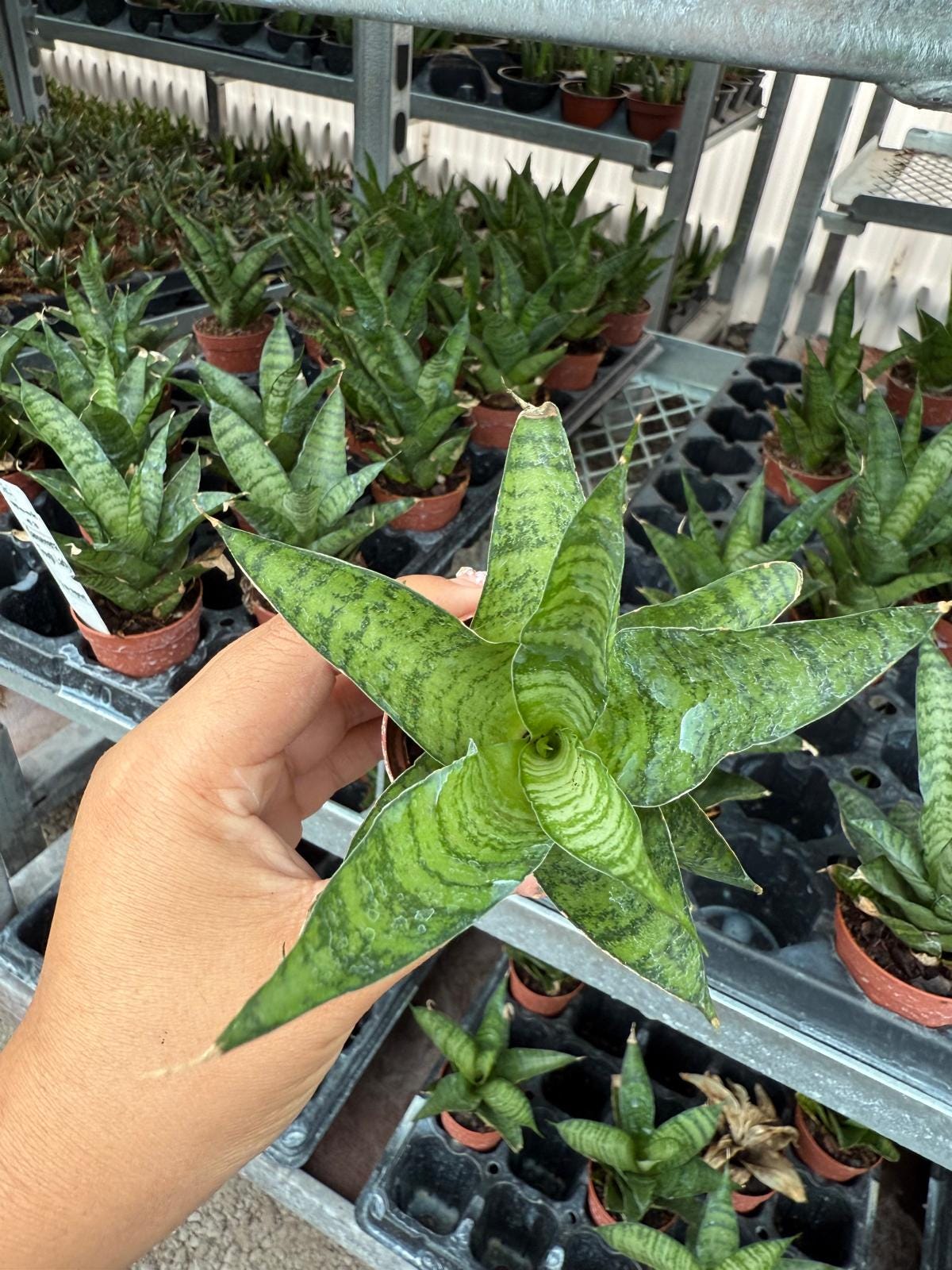 2" Sansevieria Tough Lady