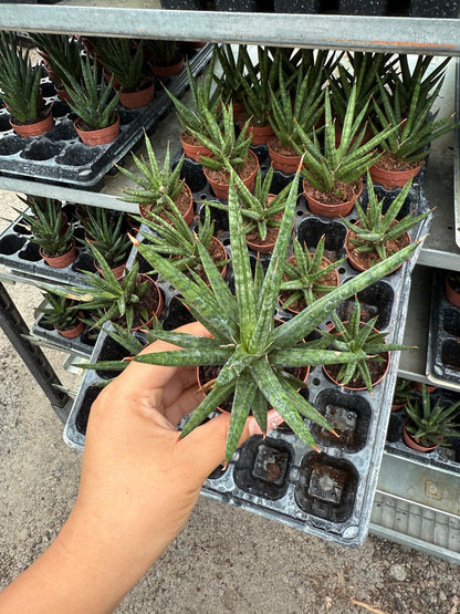 2" Sansevieria Francisii