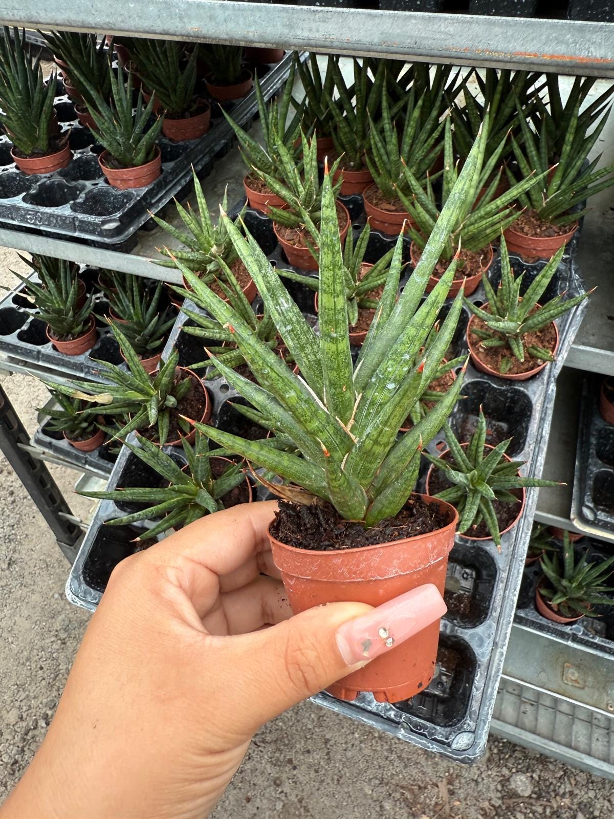 2" Sansevieria Francisii
