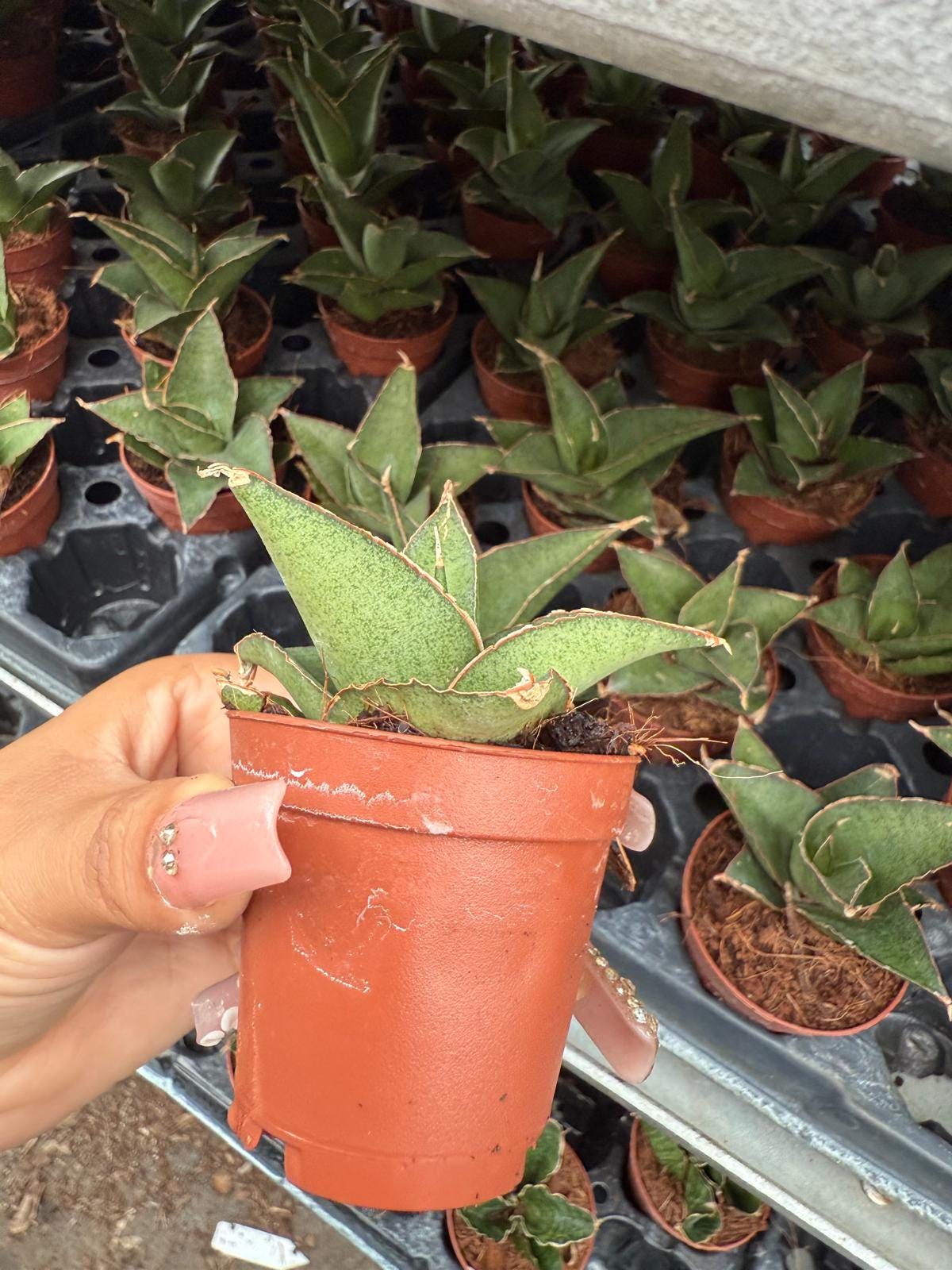 2" Sansevieria Tower Grey