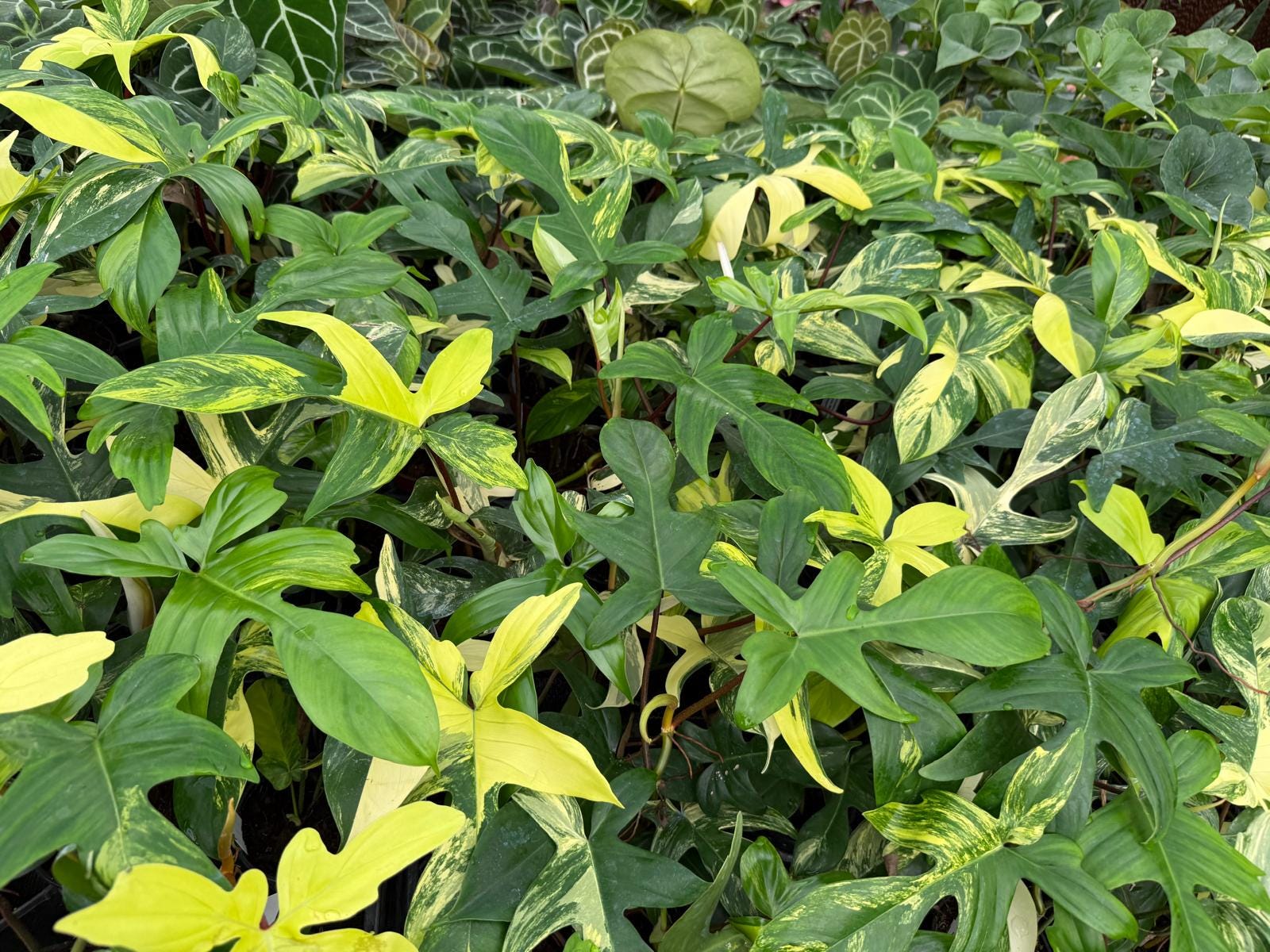 4" Pot Philodendron Florida Beauty