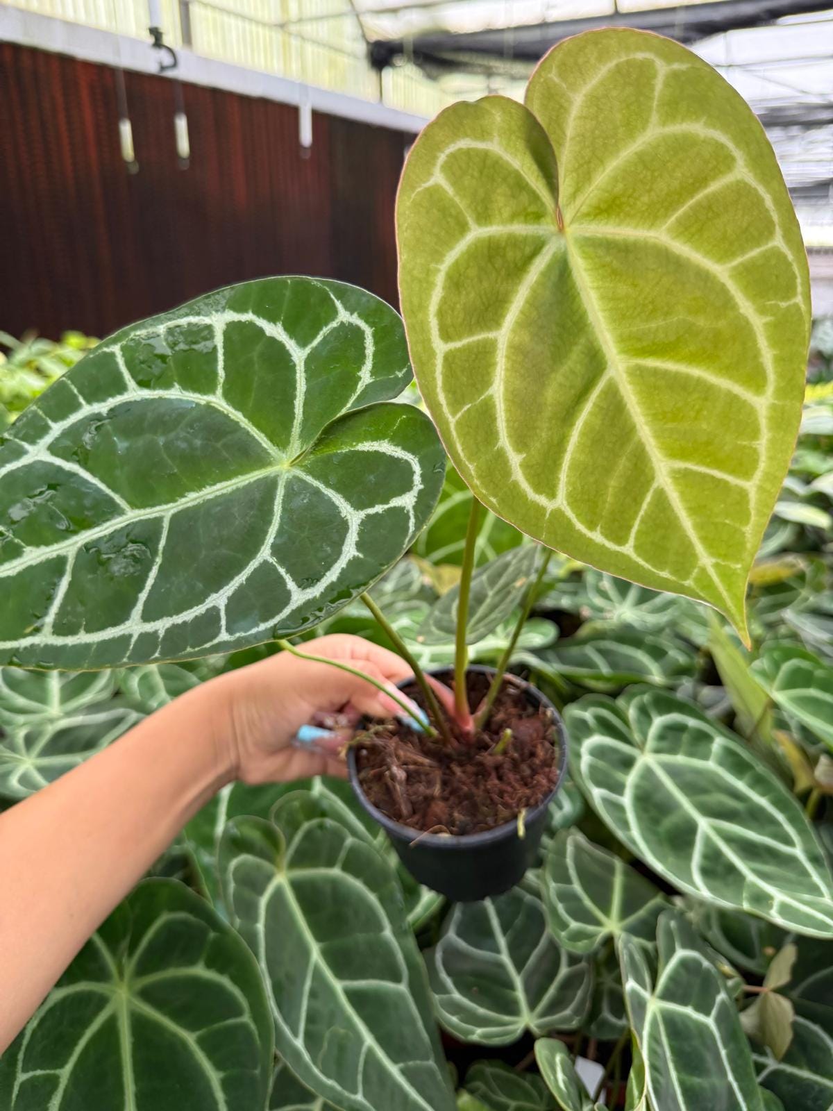 Anthurium Crystallinum (rare plant)