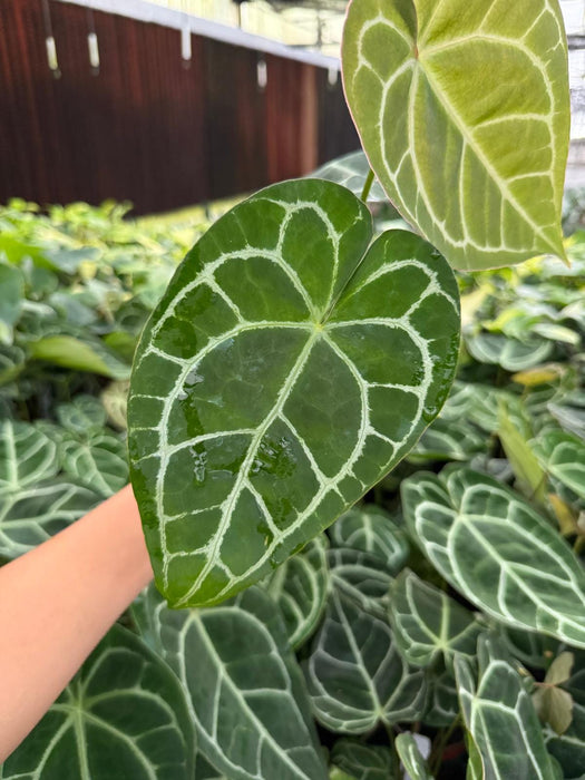 anthurium crystallinum rare Anthurium Crystallinum (rare plant) – Coollective Plants