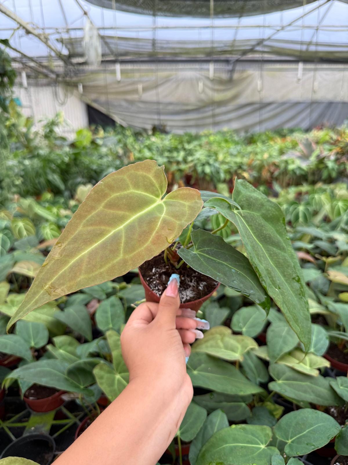 Anthurium Red Crystal X Crystallinum
