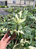 Variegated Monstera Tetrasperma "Minima"
