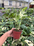 Variegated Monstera Tetrasperma "Minima"