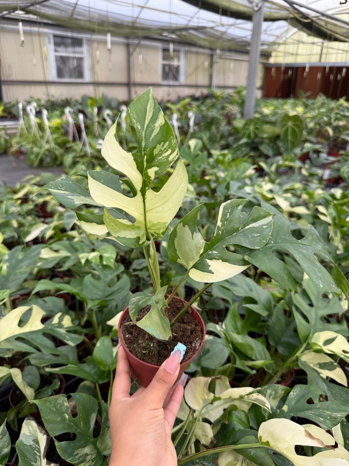 Variegated Monstera Tetrasperma "Minima"