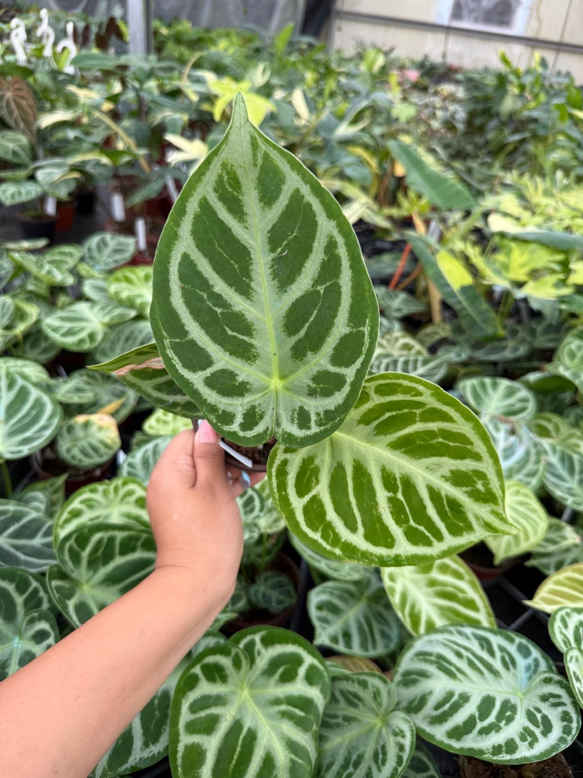 Anthurium Dorayaki x Silver Blush